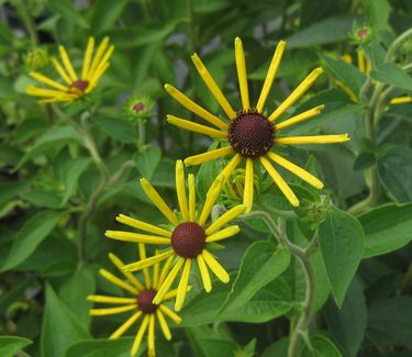 Rudbeckia subtomentosa 'Henry Eilers' - Sweet Coneflower