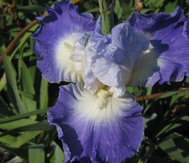 Iris germanica 'Clarence' - German Bearded Iris (In Fall)