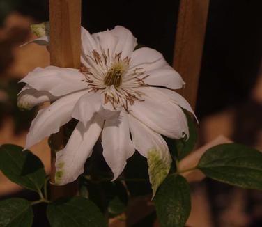 Clematis Duchess of Edinburgh