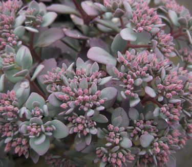 Sedum cauticolum 'Lidakense' - Stonecrop 