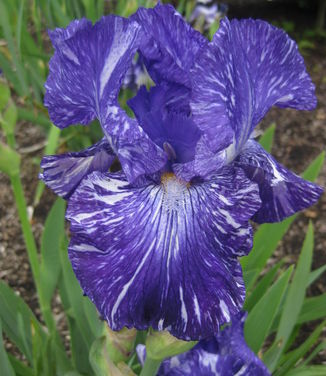 Iris germanica Batik