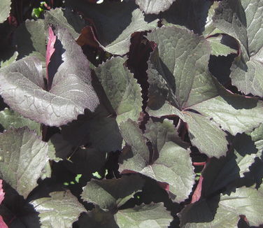 Ligularia dentata Britt-Marie Crawford (NYBG)
