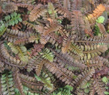 Leptinella squalida Brass Buttons