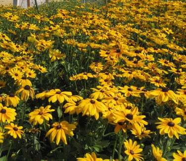 Rudbeckia hirta Indian Summer - Coneflower 