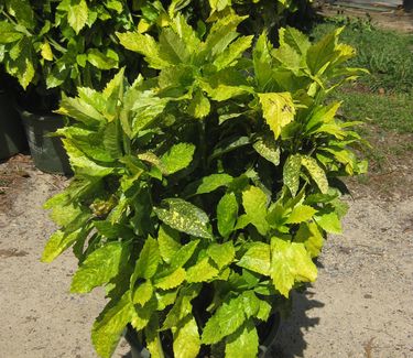 Aucuba japonica Mr. Goldstrike - Aucuba