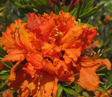 Rhododendron Gibraltar - Azalea