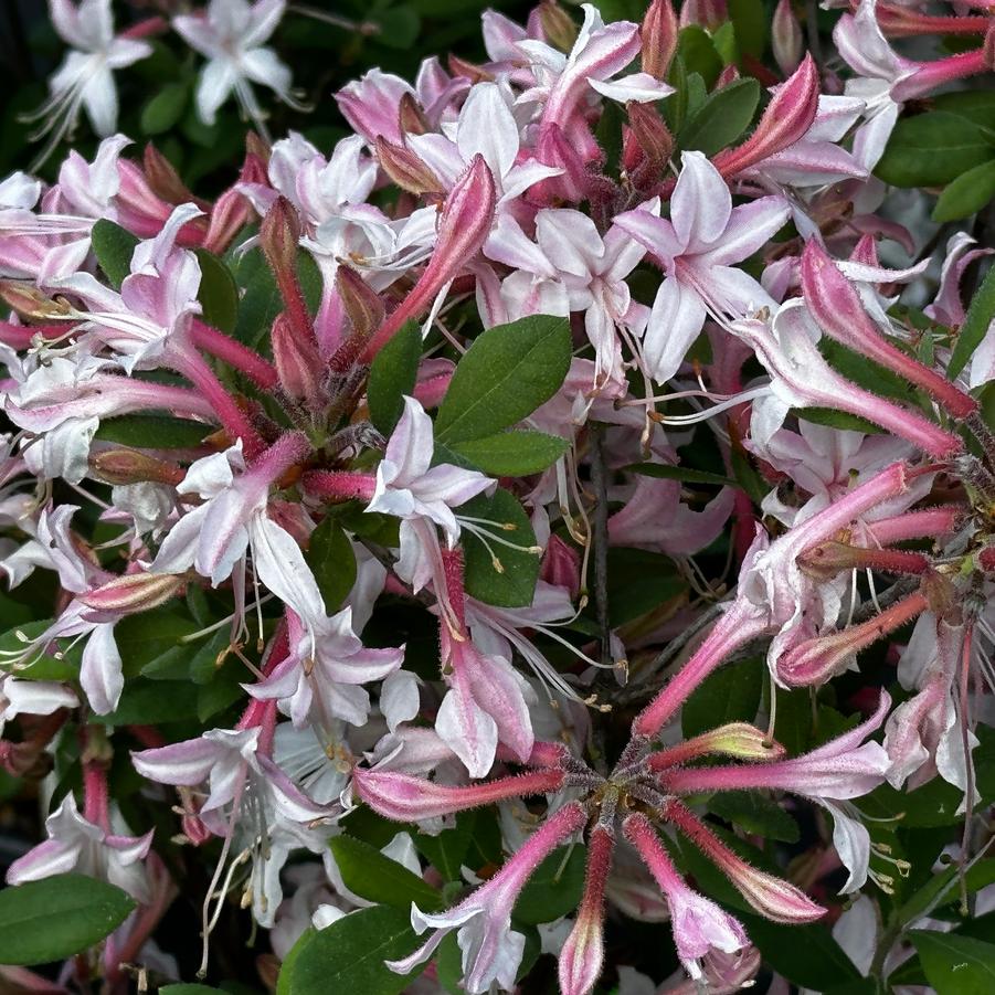 Rhododendron atlan. 'Marydel' - Coast Azalea