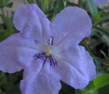 Ruellia humilis