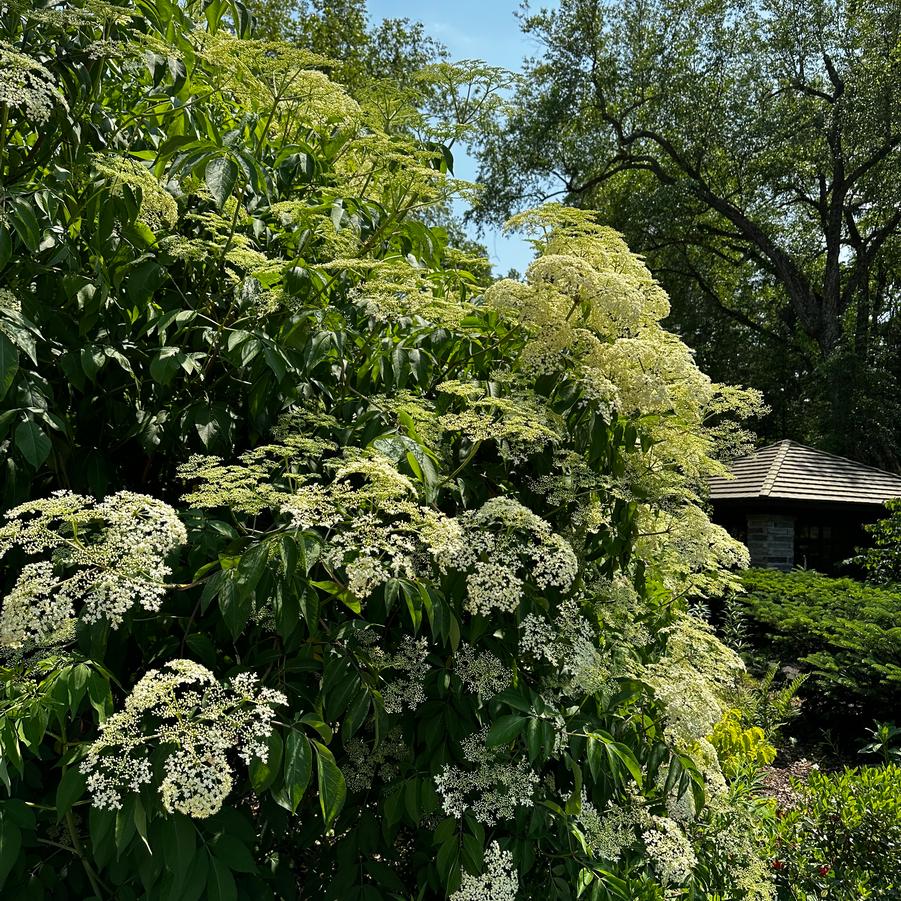 Sambucus canadensis Adams