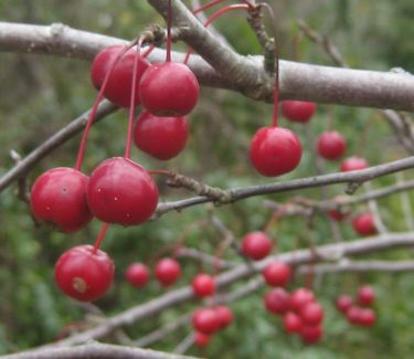 Malus x Prairifire