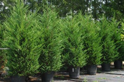 X Cupressocyparis leylandii - Leyland Cypress