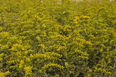 Solidago shortii Solar Cascade
