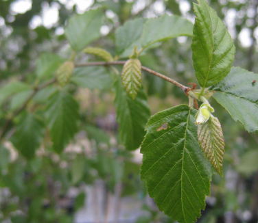 Betula nigra Dura-Heat