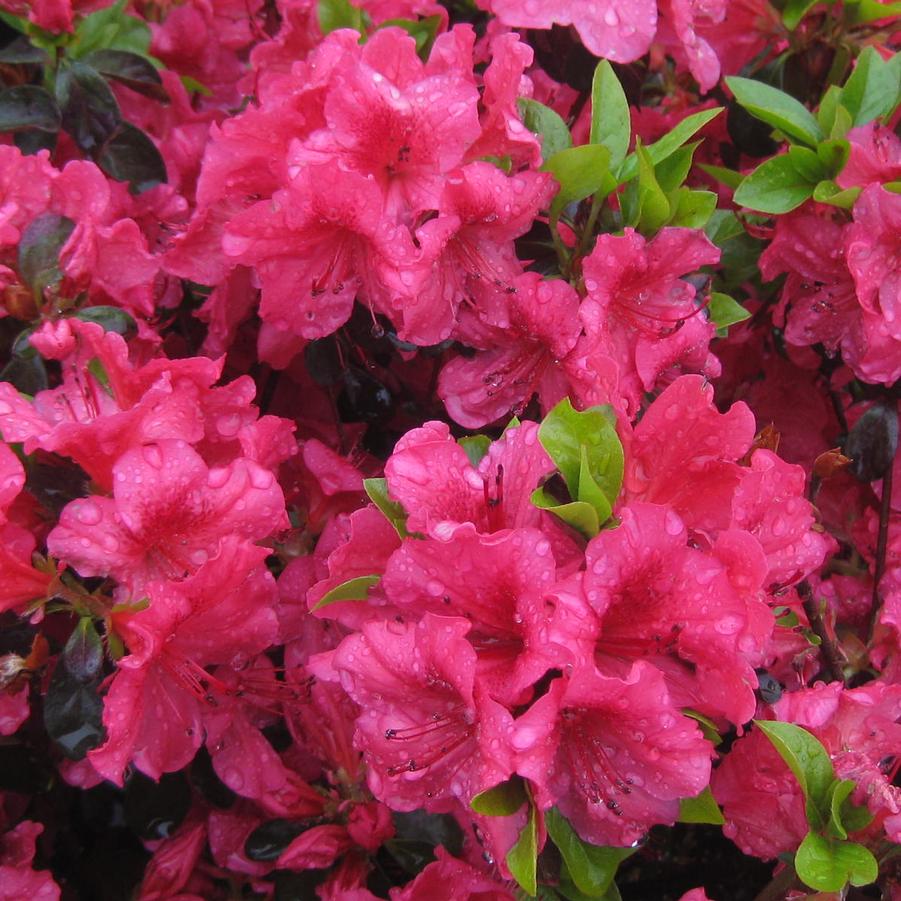 Rhododendron 'Girard Crimson' - Girard Hybrid Azalea from Pleasant Run Nursery