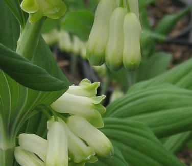 Polygonatum biflorum var. commutatum