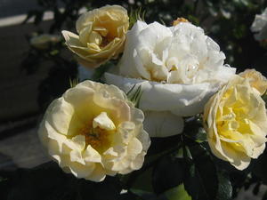 Rosa Popcorn Drift