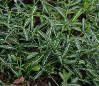 Euonymus fortunei Wolong Ghost 