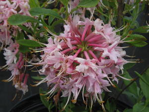  Rhododendron canescens Camilla's Blush