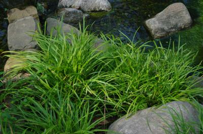 Carex amphiloba @ The Rutgers Gardens