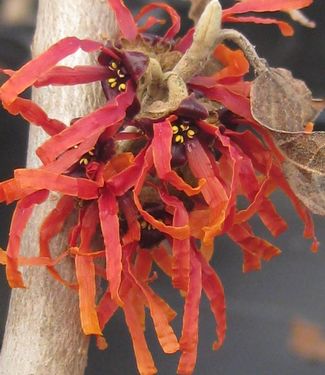 Hamamelis x intermedia Diane