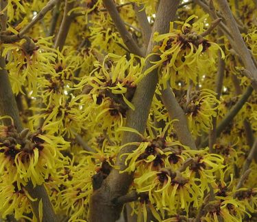 Hamamelis x intermedia Primavera - Witchhazel