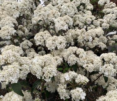Viburnum x Nantucket
