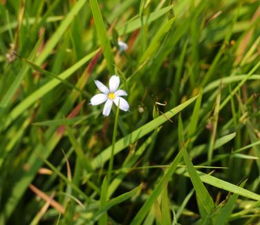 Sisyrinchium angustifolium Suwannee
