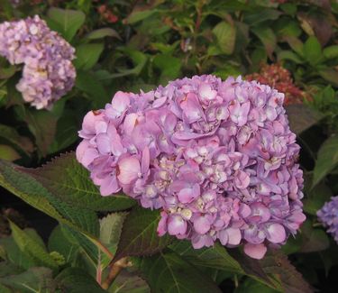 Hydrangea macrophylla 'Endless Summer�