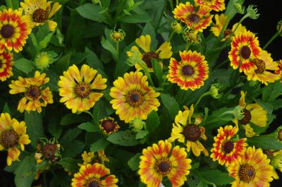 Helenium autumnale Mariachi 'Fuego'