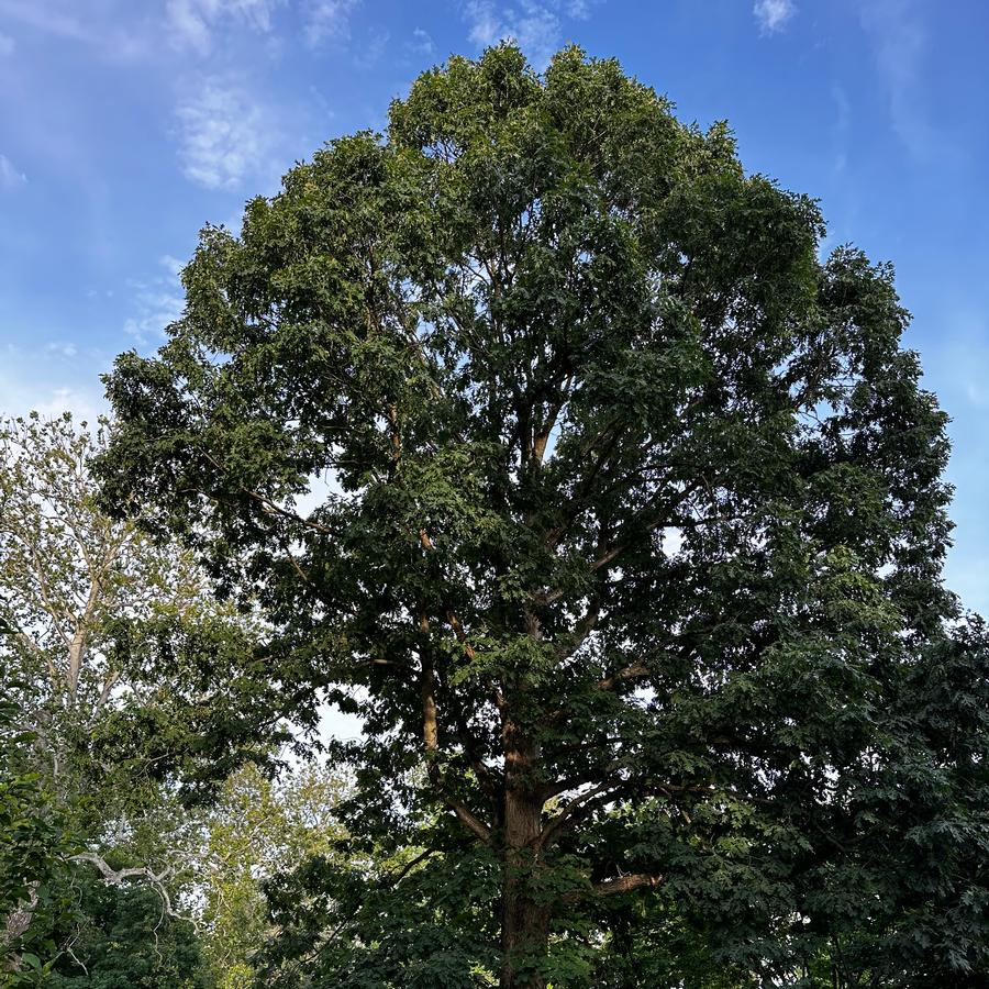 Quercus alba - White Oak from Pleasant Run Nursery