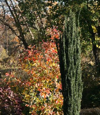 Ilex crenata 'Sky Pencil' - Japanese Holly (at Chanticleer)