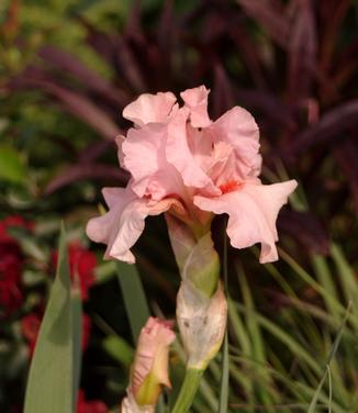 Iris germanica Lenora Pearl