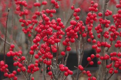 Ilex verticillata Winter Red