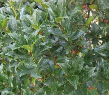 Ilex x meserveae Blue Maid® ('Mesid')