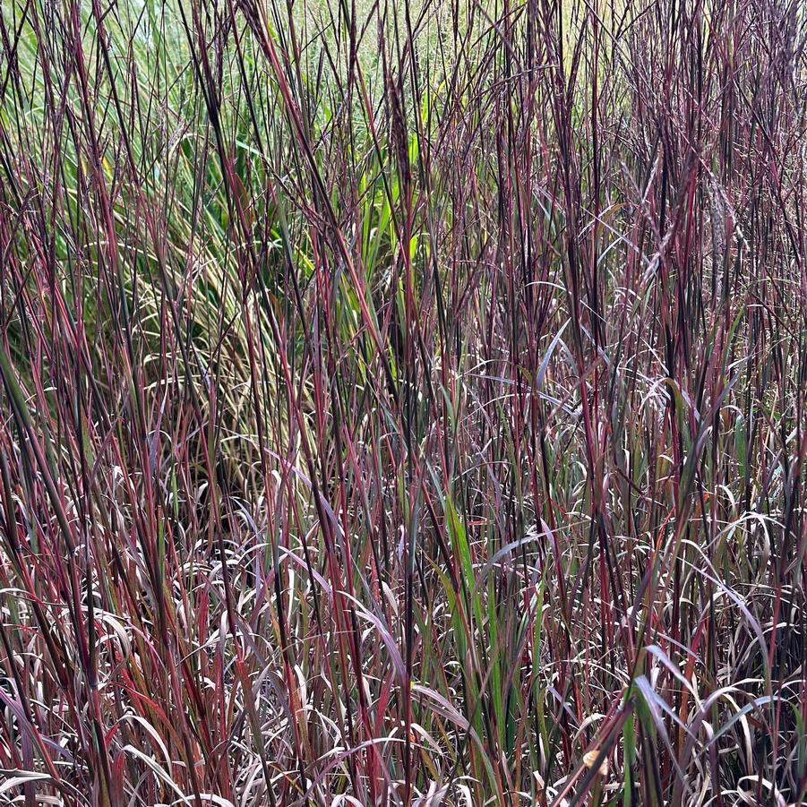 Andropogon gerardii Blackhawks (Emerald Coast)