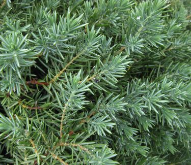 Juniperus conferta 'Blue Pacific' - Shore Juniper