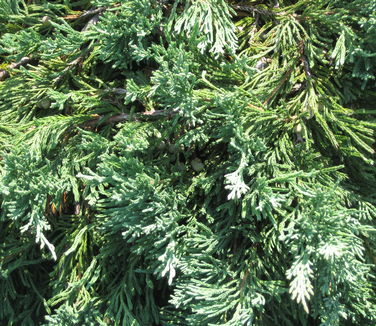 Juniperus horizontalis Bar Harbor