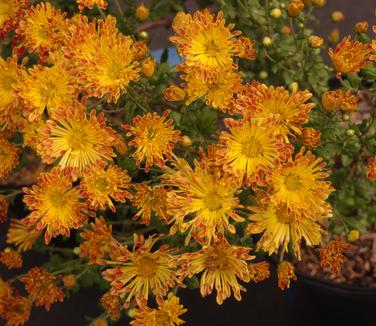 Chrysanthemum Matchsticks
