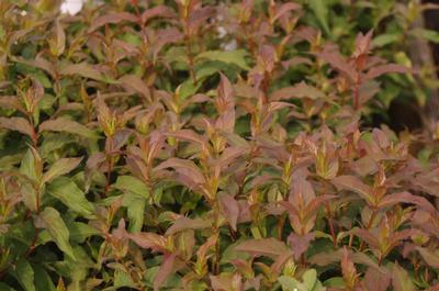 Diervilla x splendens Kodiak 'Red'