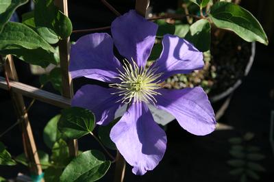 Clematis General Sikorski