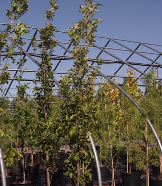 Quercus bicolor Beacon