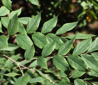 Gymnocladus dioicus Espresso (Photo J. Frank Schmidt & Son)