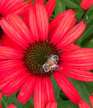 Echinacea purpurea Kismet 'Red' (Photo courtesy of TERRA NOVA Nurseries, Inc.)