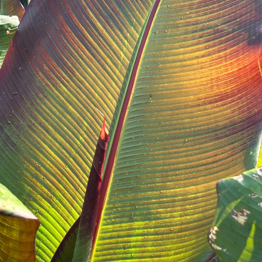 Ensete maurelli - Red Abyssinian Banana from Pleasant Run Nursery