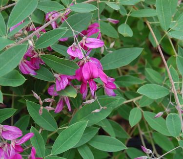 Lespedeza thunbergii 'Gibraltar'