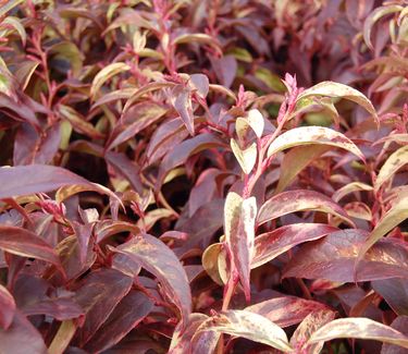 Leucothoe fontanesiana 'Rainbow'