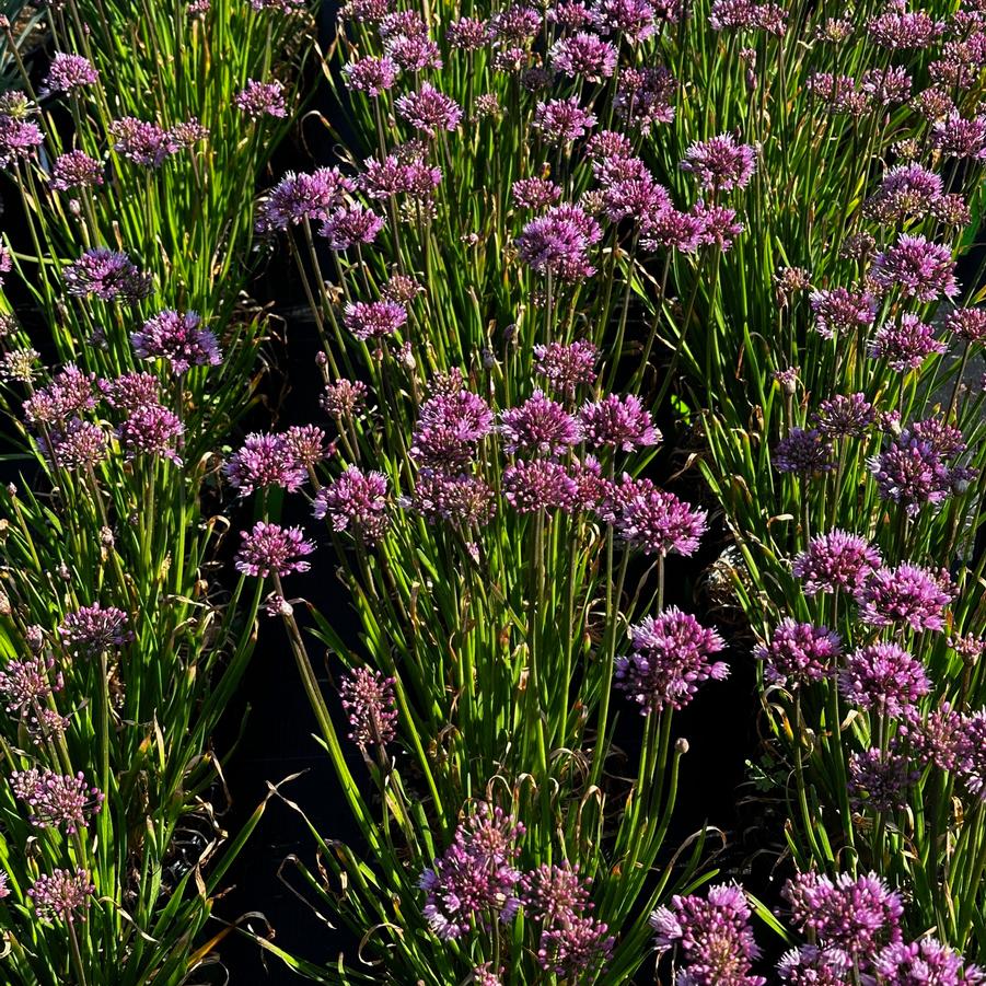 Allium x 'Windy City' - Ornamental Onion from Pleasant Run Nursery