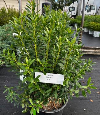 Ilex glabra 'Nordic' - Inkberry Holly from Pleasant Run Nursery