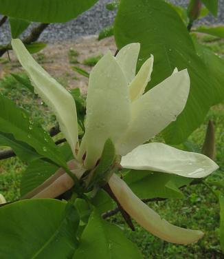 Magnolia tripetala - Umbrella Magnolia