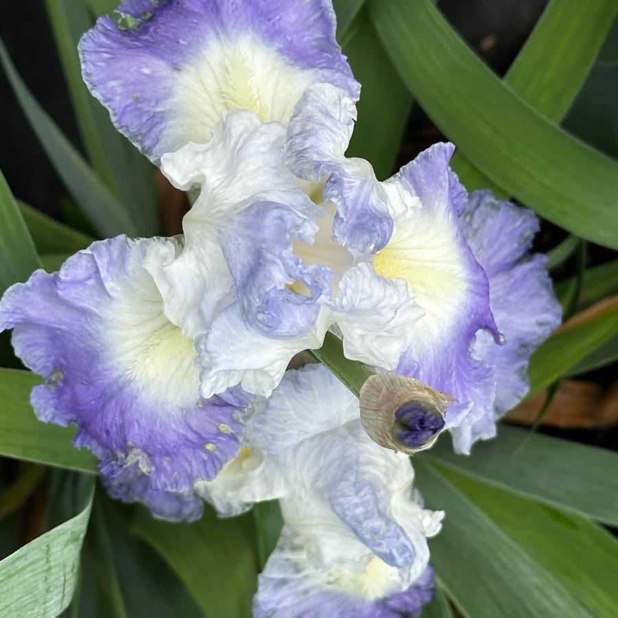 Iris germanica 'Speeding Again' - German Bearded Iris from Pleasant Run Nursery